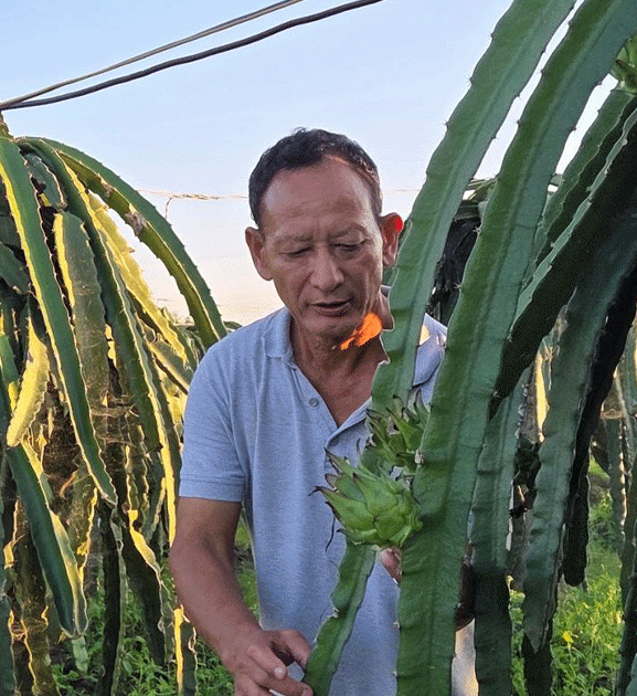 पूर्वसैनिक घलेको लोभलाग्दो ‘ड्रागन फ्रुट’ खेती