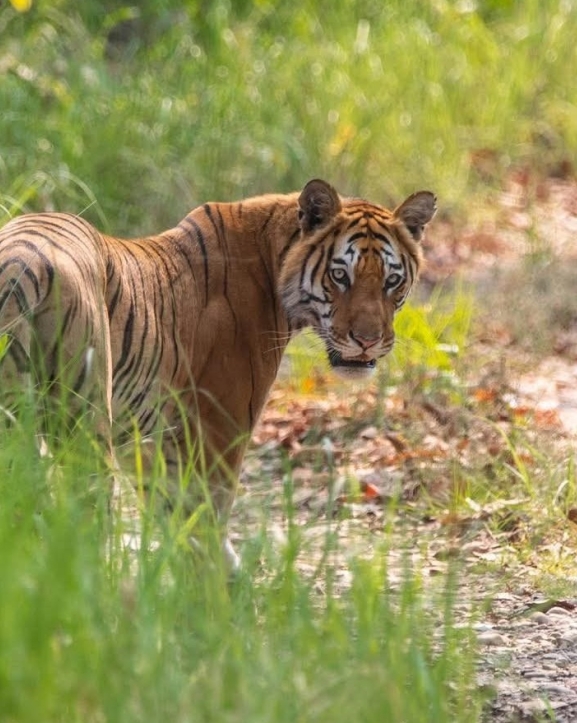जलवायु परिवर्तनले बढायो बाघ र मानवबीच द्वन्द्व