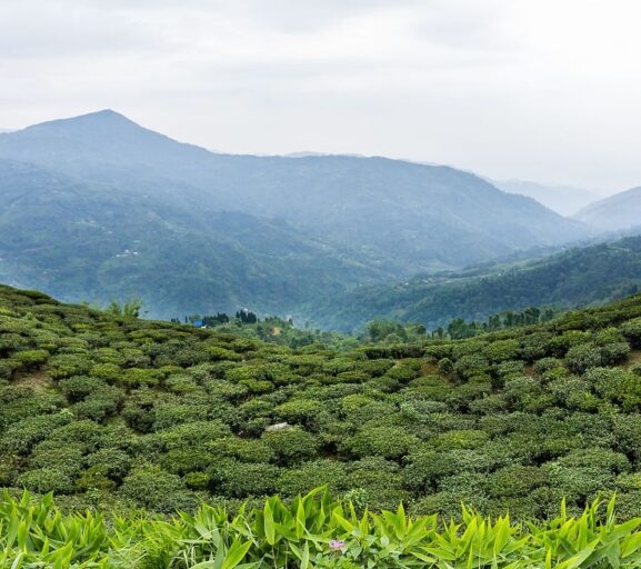 कोशी पर्यटन वर्ष : भारतीय पर्यटकको रोजाइमा पूर्वी पहाड