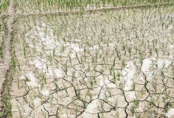 असारे खडेरीले रोपाइँ नहुँदा किसान चिन्तित
