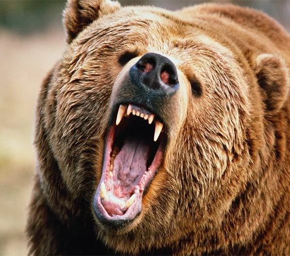 जापानमा प्रहरीलाई भालुविरुद्ध हतियार प्रयोग गर्न अनुमति