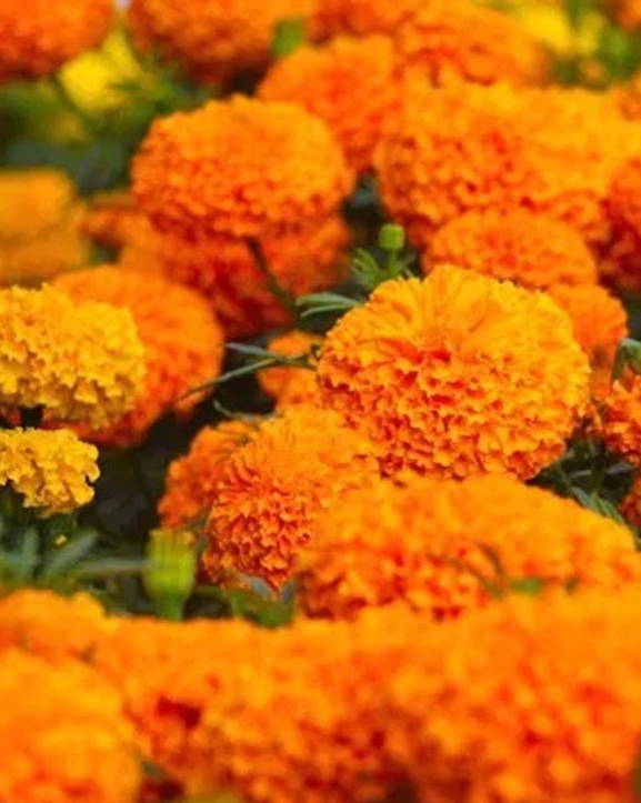 झापामा सयपत्री फूलको माग बढ्यो