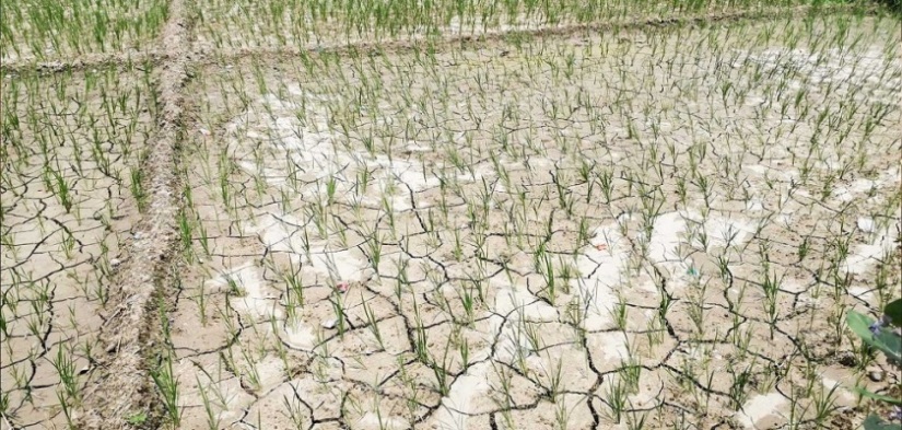 असारे खडेरीले रोपाइँ नहुँदा किसान चिन्तित