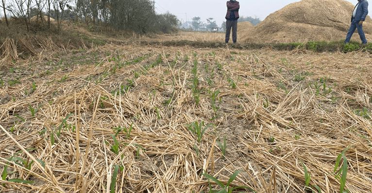 झापाका तीन स्थानमा शून्य खनजोत प्रविधिबाट मकै खेती