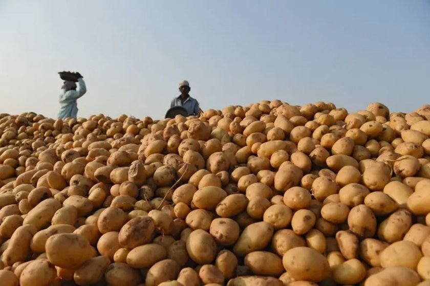 पश्चिम बागलुङका किसानलाई आलु भित्र्याउने चटाराे