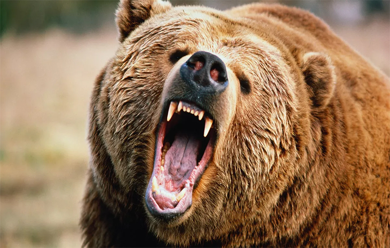 जापानमा प्रहरीलाई भालुविरुद्ध हतियार प्रयोग गर्न अनुमति