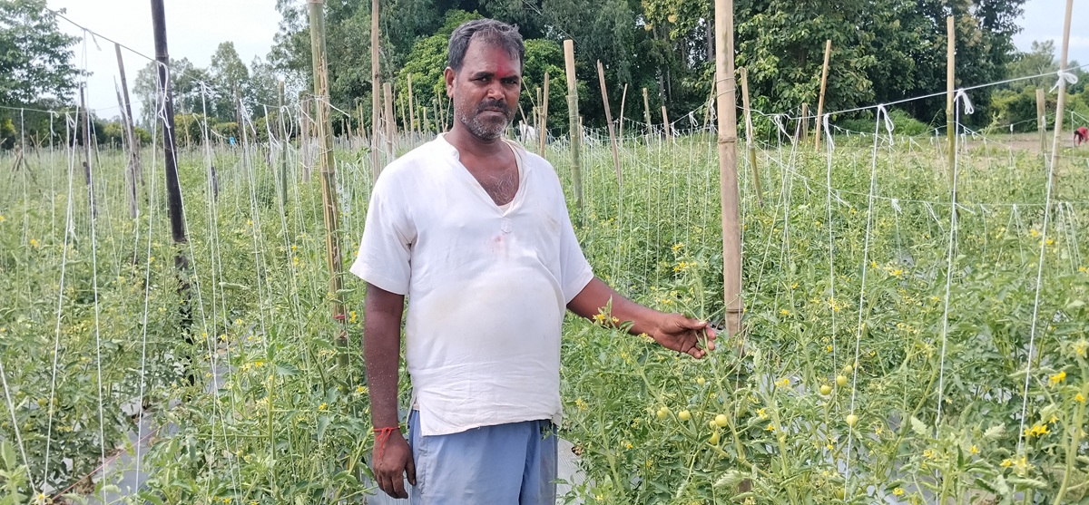 कमसल बिउका कारण हरिवनका गोलभेंडा किसान मारमा