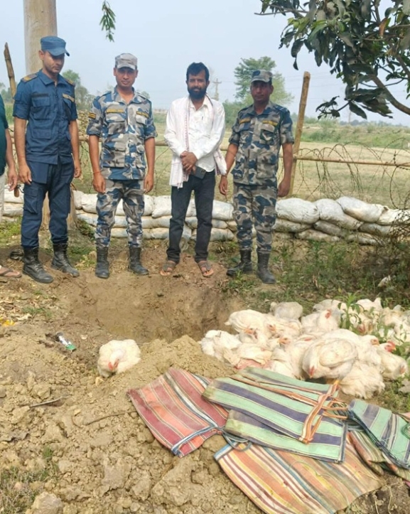अवैध रूपमा भित्र्याइएको भारतीय कुखुरा बरामद गरी नष्ट
