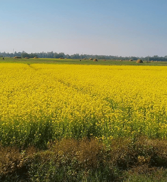बाँकेमा तेलहन बाली उत्पादन घट्दो क्रममा