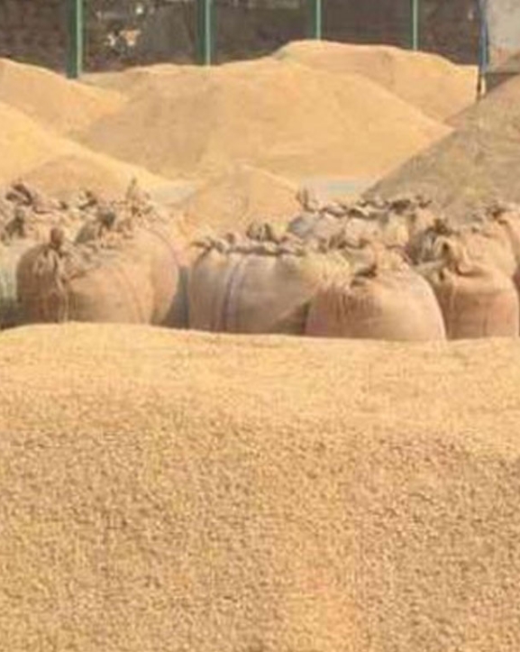 कैलालीमा १२ हजार ५०० ‘क्विन्टल’ धान खरिद