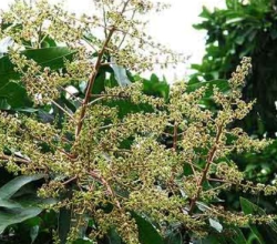 सामुदायिक वनमा फलफूल र जडीबुटीसहित बहुउपयोगी बिरुवा रोपण
