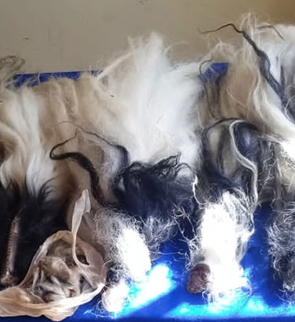 चौँरीका ३६८ वटा पुच्छरसहित ट्याक्टर प्रहरी नियन्त्रणमा