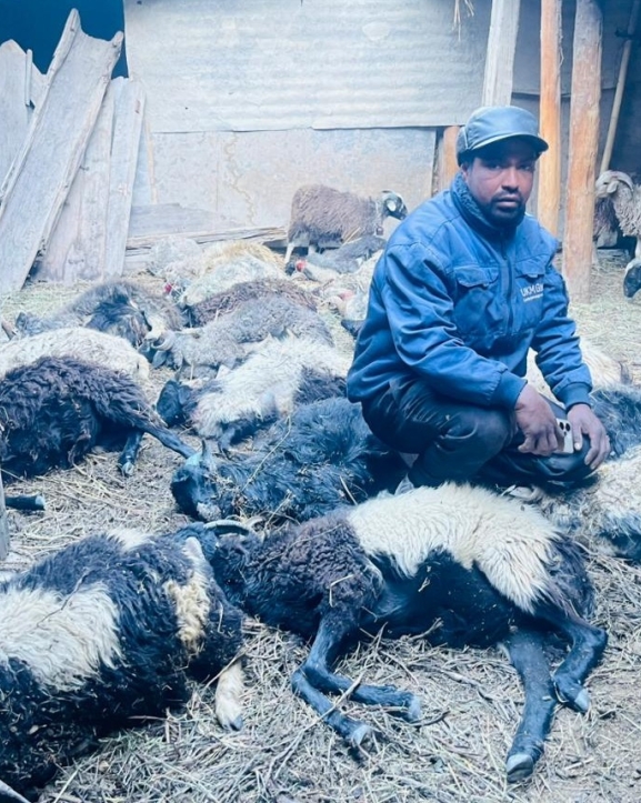 मुस्ताङमा हिउँ चितुवाको आक्रमणबाट १९ भेडा मरे