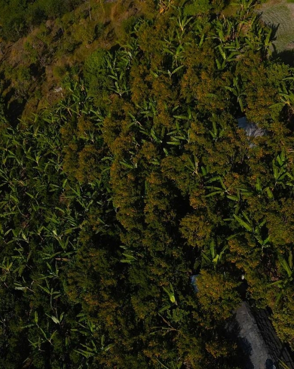 बिलाउनीको झाडी फाडेर सुन्तला बगान