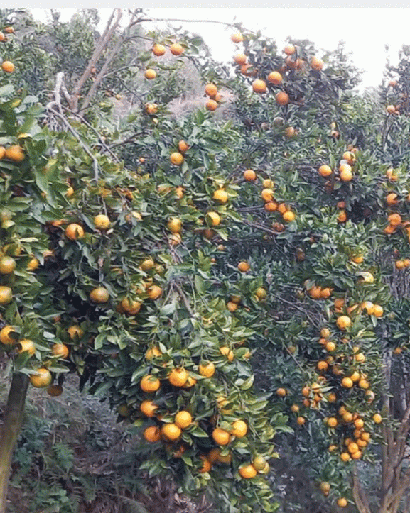 अर्बकुना सुन्तला उत्पादन कृषक समूहद्वारा ८७ लाखको सुन्तला बिक्री