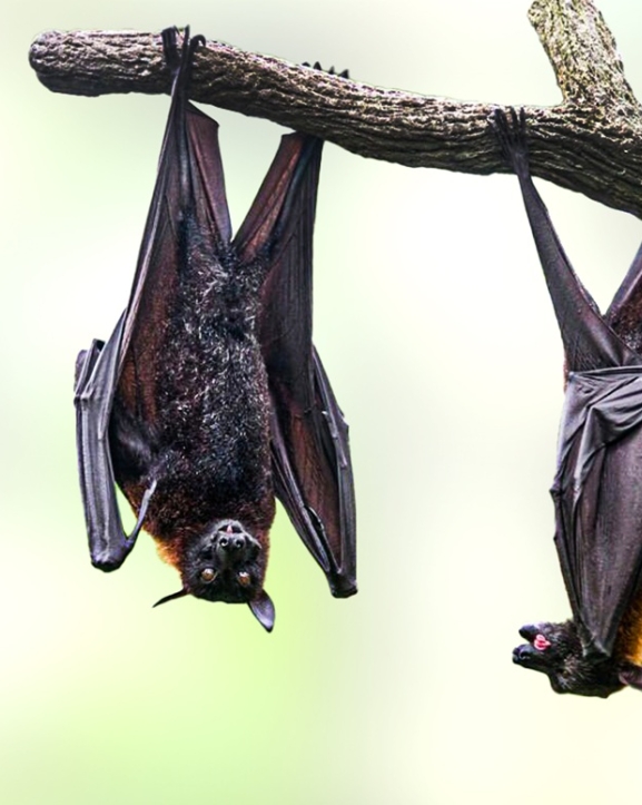 घातक निपाह भाइरस, एसिया नै त्रासमा