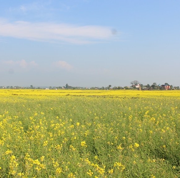 नवलपुरका किसान तोरी खेतीमा आकर्षित