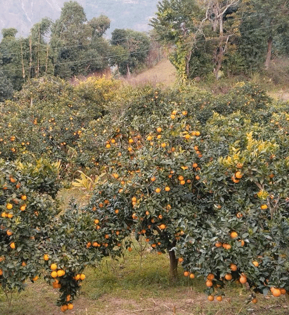 जुनार खेती : कम मेहनतमा मनग्य आम्दानी