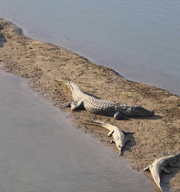 राप्ती र नारायणीमा भेटिए ९ भाले घडियाल गोही