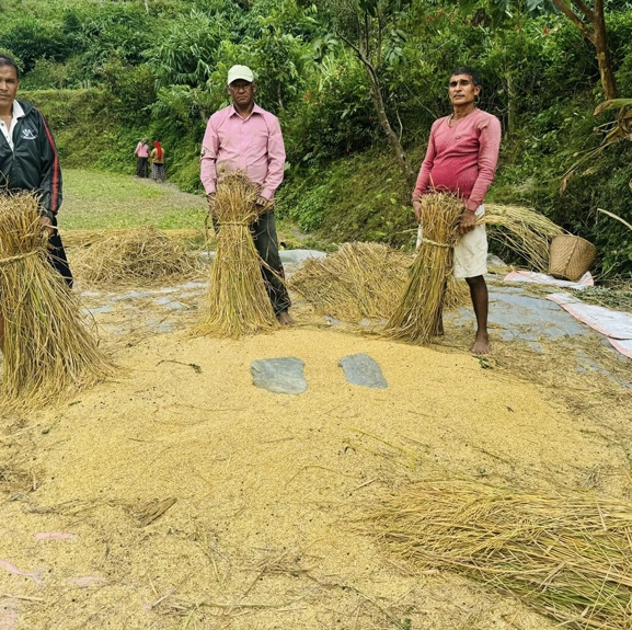 म्याग्दीमा धान र कोदोको उत्पादन बढ्यो