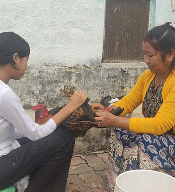 दाङको पहिचान बन्दै बधिया भाले, फस्टाउँदै व्यापार