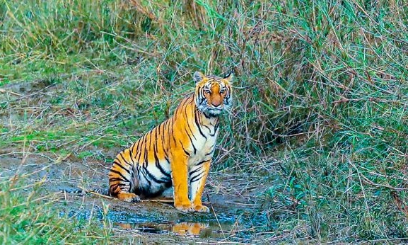 बर्दिया राष्ट्रिय निकुञ्जमा पाटेबाघको संख्या एक सय २५ पुग्यो   