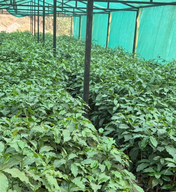गुल्मीमा ३८ जातका कफीको परीक्षण