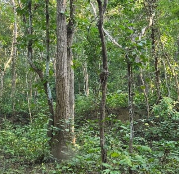 बाँकेमा देशकै सबैभन्दा ठूलो चक्ला वन निर्माण