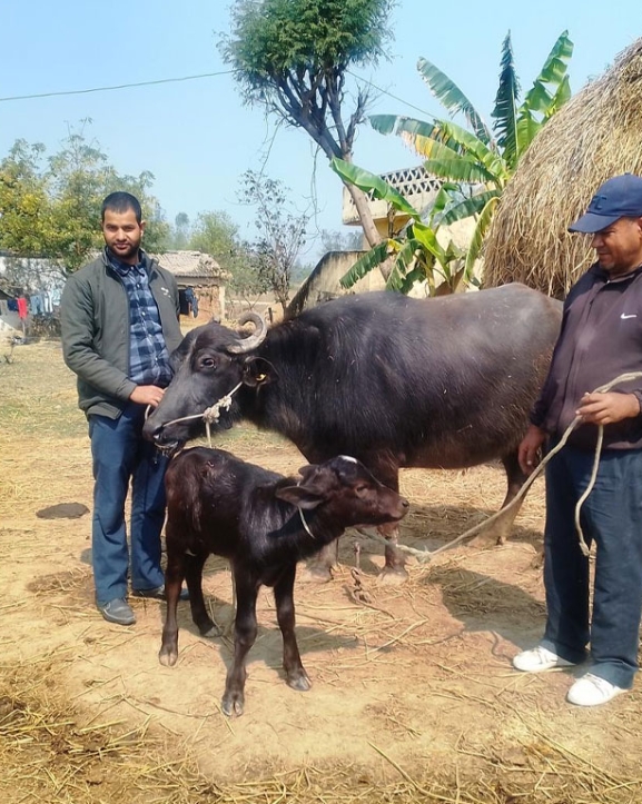 मुर्रा राँगा: नस्ल सुधार कार्यक्रम सफल