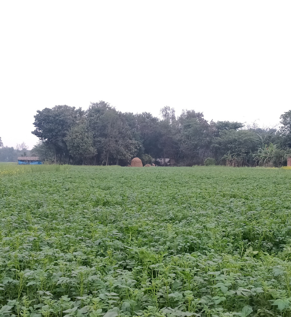 पश्चिम नवलपरासीमा आलुखेतीमा किसानको आकर्षण, लाखौंको आम्दानी