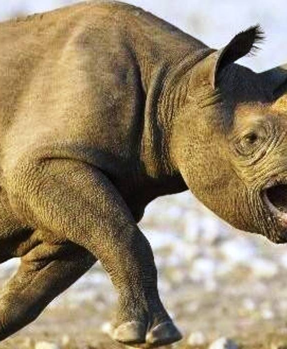 गैँडाको आक्रमणबाट मृत्यु 