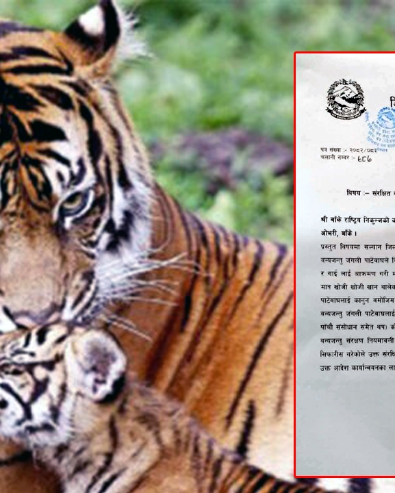 सल्यानमा बाघको आतंक : एक सातामा तीन जनाको ज्यान गयो