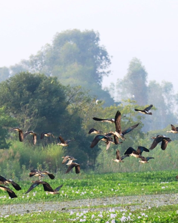 साइबेरियाका चरा कैलाली-कञ्चनपुरमा