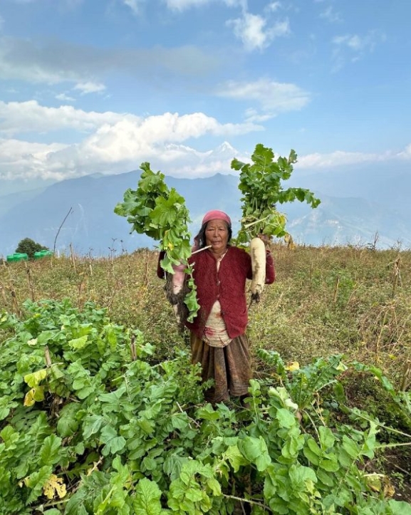 टोड्केमा मुला बिक्री हुन छाडेपछि लगाउनेको कमी