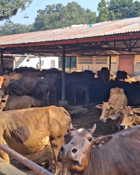 स्थानीय जातका गाई संरक्षण गर्न एक करोडको कोष