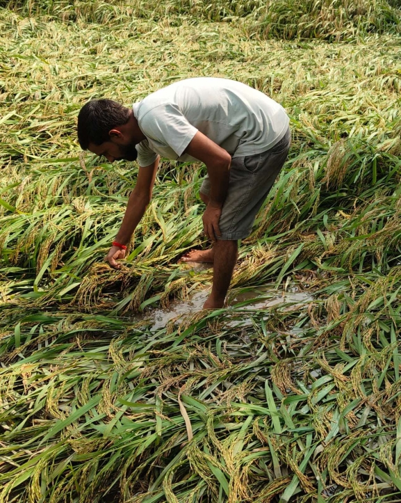 बाली भित्र्याउने समयमा पानी परेपछि.....
