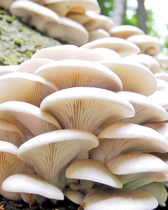 राष्ट्रिय च्याउ दिवस : नेपालमा एक हजार १५० प्रजातिका च्याउ, सय प्रजातिका विषालु