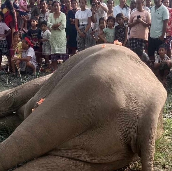 खोला किनारमा मत्ता हात्ती मृत भेटियो