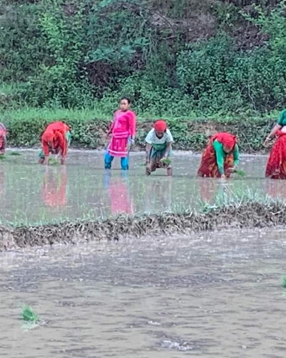 अर्घाखाँचीमा ४० प्रतिशत धान रोपाइँ सकियो