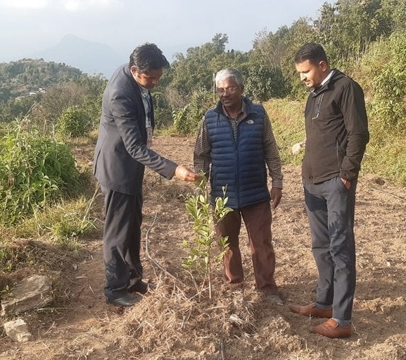 पोखराको बाँझो जग्गामा कागतीखेती