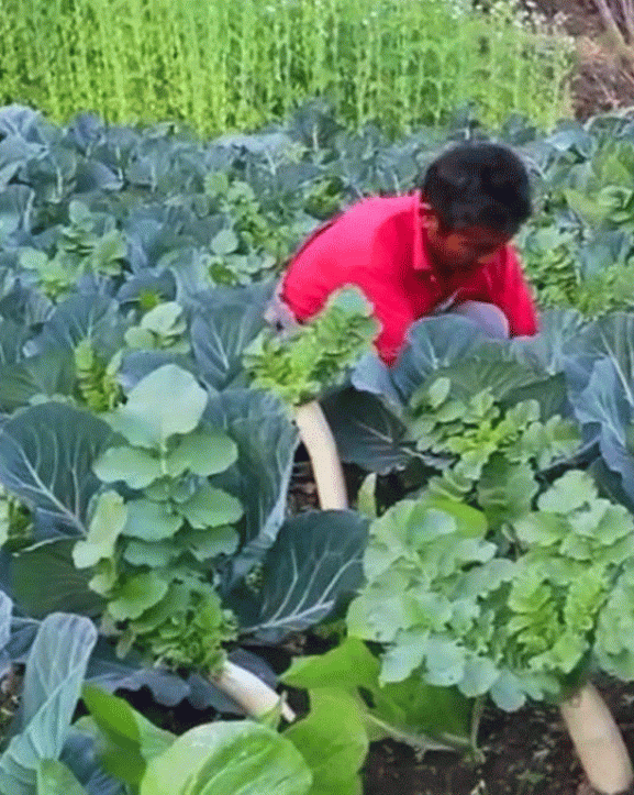 विदेशमा दुःख गर्नुभन्दा गाउँमै तरकारी फलाउँदा सुख