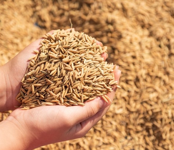 कैलालीमा धान उत्पादन घट्यो