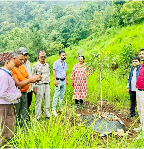 बाँदरबाट हैरान पर्वतका किसान व्यावसायिक ओखरखेतीमा