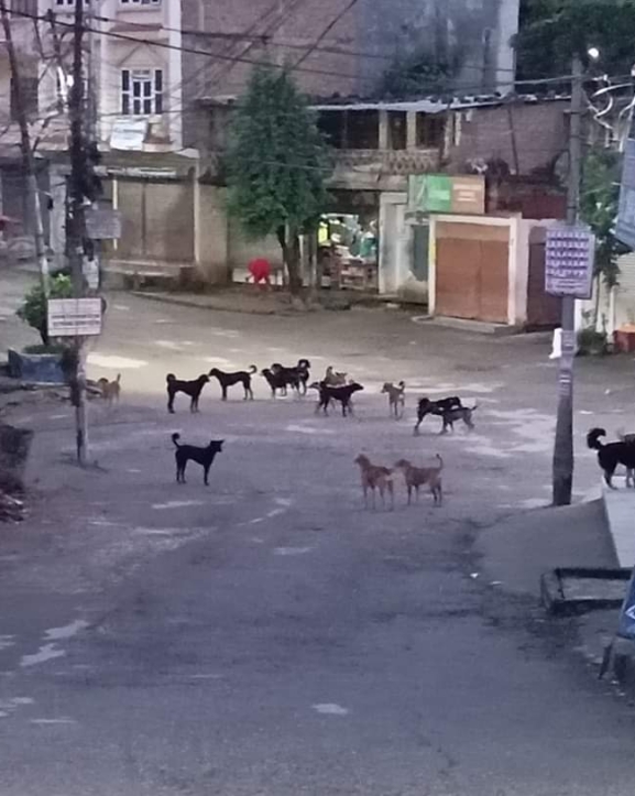 गाउँमा बँदेल र बाँदर, बजारमा कुकुर आतंक