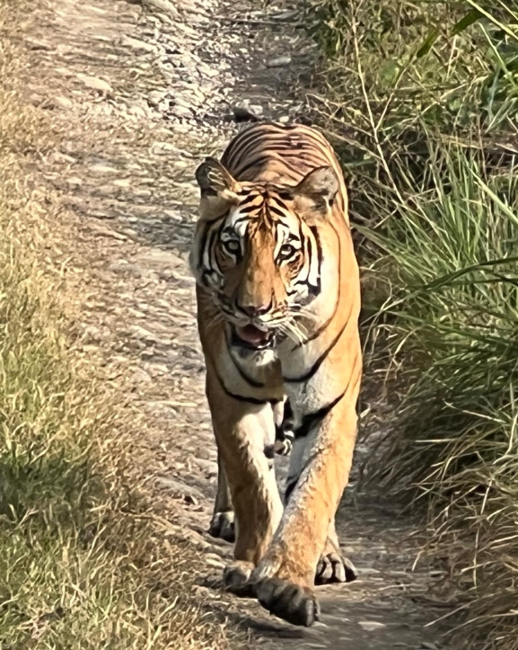 बाक्लो सङ्ख्यामा देखिन थाले निकुञ्जमा बाघ