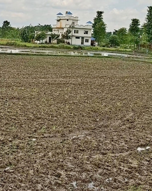 झापामा पर्याप्त वर्षा नहुँदा रोपाइँ प्रभावित