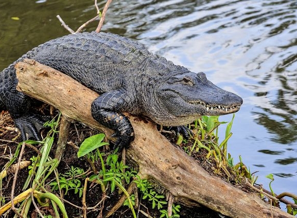 २० वटा गोही प्रकृतिमा छाडियो