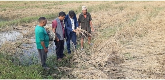 फेवाफाँटको जेठोबुढोमा गभारो : भित्राउने बेला धान न पराल