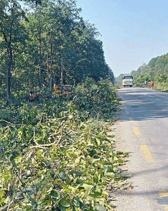 पूर्वपश्चिम राजमार्ग विस्तार गर्न महोत्तरीमा ६ हजार बढी रुख काटिने