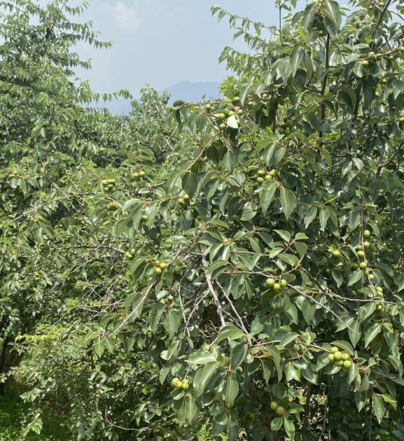 असिनाको असर: ‘बुद्धचित्त’को गुणस्तर खस्कनेमा किसानको चिन्ता